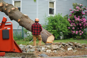 Tree Care